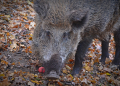 Mölln schließt Wildpark Uhlenkolk