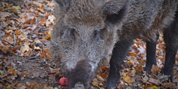 Mölln schließt Wildpark Uhlenkolk