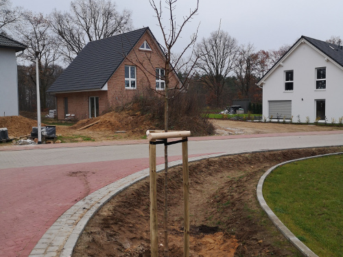 ‚Büchen macht grün‘: Start der diesjährigen Baumpflanzung mit besonderen Highlights