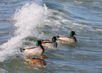 Geflügelpest in Schleswig-Holstein: Erneuter Anstieg von Totfunden an der Westküste – Stallpflicht besteht weiterhin