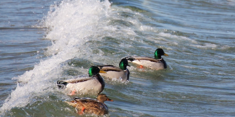 Geflügelpest in Schleswig-Holstein: Erneuter Anstieg von Totfunden an der Westküste – Stallpflicht besteht weiterhin