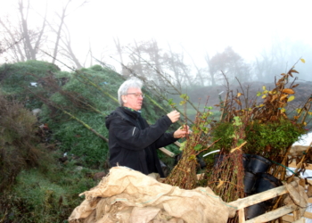 Pflanzenlieferung für die diesjährige Herbstpflanzaktion in der Stadt Ratzeburg