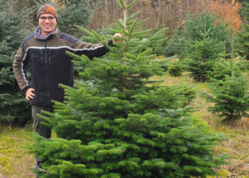 Verkauf von Weihnachtsbäumen mit Ökosiegel in romantischem Ambiente
