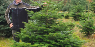 Verkauf von Weihnachtsbäumen mit Ökosiegel in romantischem Ambiente