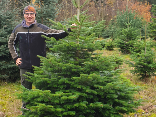 Verkauf von Weihnachtsbäumen mit Ökosiegel in romantischem Ambiente