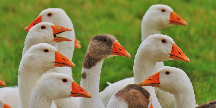 Geflügelpest: schärfere Bestimmungen für Kittlitz und Umgebung