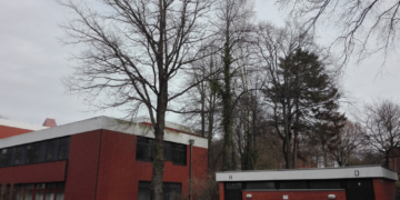 Notwendige Baumfällungen für den Umbau und die Erweiterung der Ruderakademie Ratzeburg