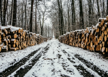 Raubbau an den Kreisforsten?