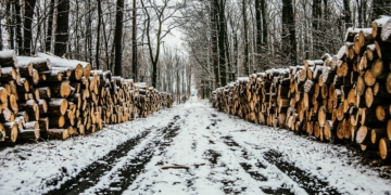 Raubbau an den Kreisforsten?