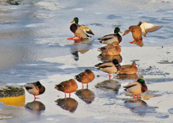 Geflügelpest in Schleswig-Holstein: Erneuter Anstieg der Nachweise bei Wildvögeln und neuer Subtyp H5N4 nachgewiesen