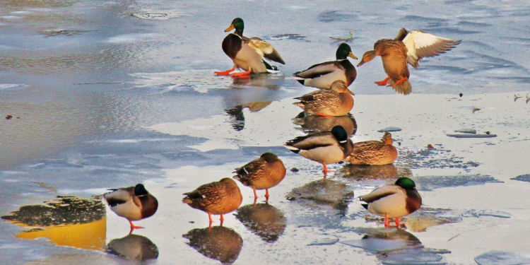 Geflügelpest in Schleswig-Holstein: Erneuter Anstieg der Nachweise bei Wildvögeln und neuer Subtyp H5N4 nachgewiesen