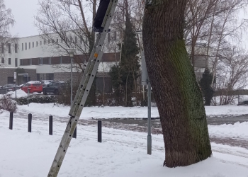 Installation von Vogelnisthilfen im Rahmen des Projektes ‚Umbau und Erweiterung der Ruderakademie Ratzeburg‘