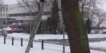 Installation von Vogelnisthilfen im Rahmen des Projektes ‚Umbau und Erweiterung der Ruderakademie Ratzeburg‘