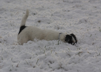 Wintereinsätze in der Region