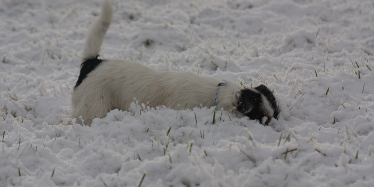 Wintereinsätze in der Region