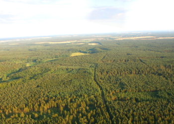 Kreisforst: Linke fordern Einschlagsmoratorium für mindestens fünf Jahre