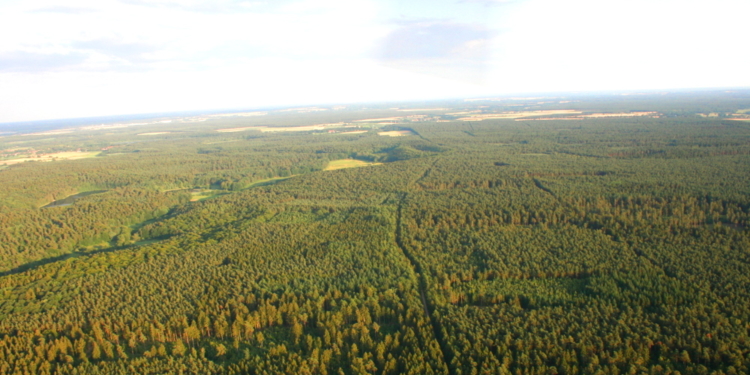 Kreisforst: Linke fordern Einschlagsmoratorium für mindestens fünf Jahre