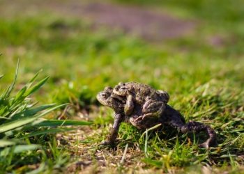 Amphibien-Frühjahrswanderung – Aufruf zum Schutz