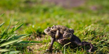 Amphibien-Frühjahrswanderung – Aufruf zum Schutz
