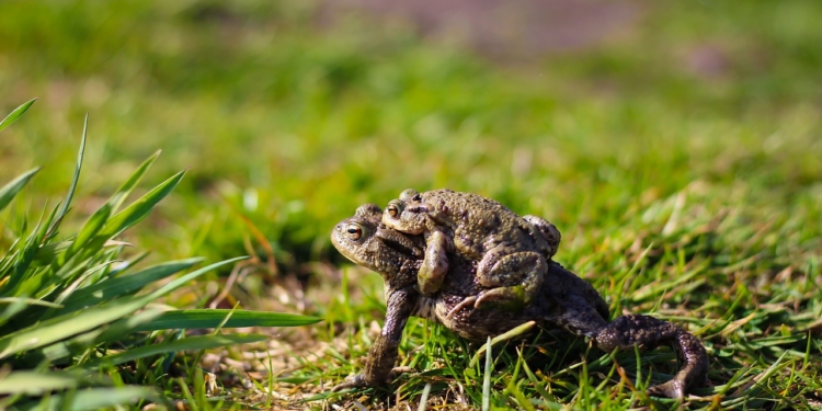 Amphibien-Frühjahrswanderung – Aufruf zum Schutz