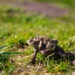 Amphibien-Frühjahrswanderung – Aufruf zum Schutz