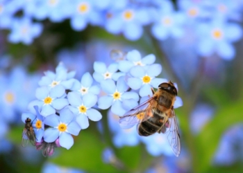 Wettbewerb für Bienenfreunde erneut gestartet