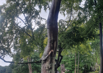 Rettung für ein Ensemble alter Buchen und Eichen am Priestersee