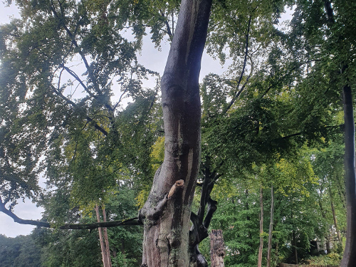 Rettung für ein Ensemble alter Buchen und Eichen am Priestersee