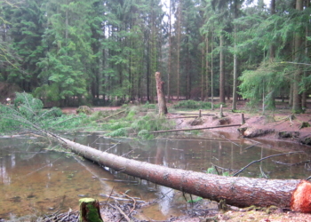 Douglasien gefällt – Zeugen gesucht