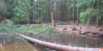 Douglasien gefällt – Zeugen gesucht
