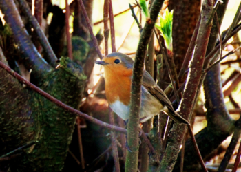 Das Rotkelchen ist der ‚Vogel des Jahres‘ 2021