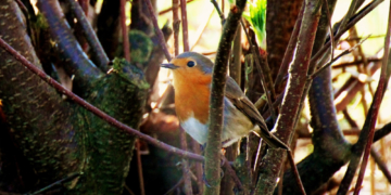 Das Rotkelchen ist der ‚Vogel des Jahres‘ 2021