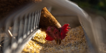 Geflügelpest in Betrieb in Hamfelde bestätigt – Sperrbezirk und Beobachtungsgebiet auch im Kreis Herzogtum Lauenburg