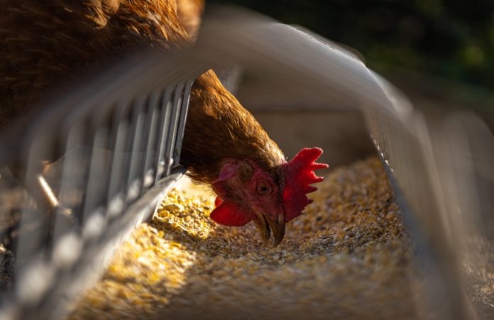Huhn