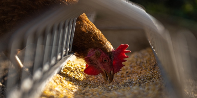 Geflügelpest in Betrieb in Hamfelde bestätigt – Sperrbezirk und Beobachtungsgebiet auch im Kreis Herzogtum Lauenburg