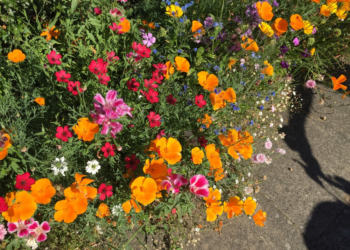 LandFrauen bringen die Region zum Blühen.