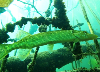 Hecht Foto des Jahres