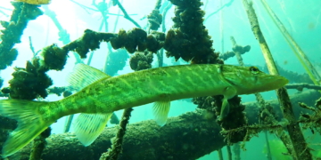 Hecht Foto des Jahres