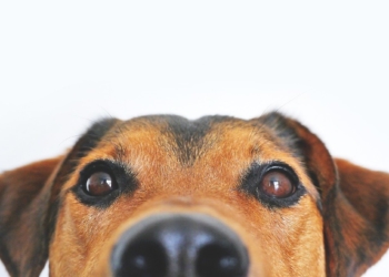 Ein besser trainierter Hund: Kausnacks machen es möglich