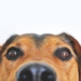 Ein besser trainierter Hund: Kausnacks machen es möglich