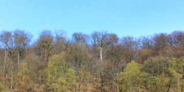 SPD und Die LINKE fordern Lauenburgischen Klimawald 