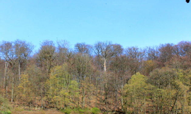 SPD und Die LINKE fordern Lauenburgischen Klimawald