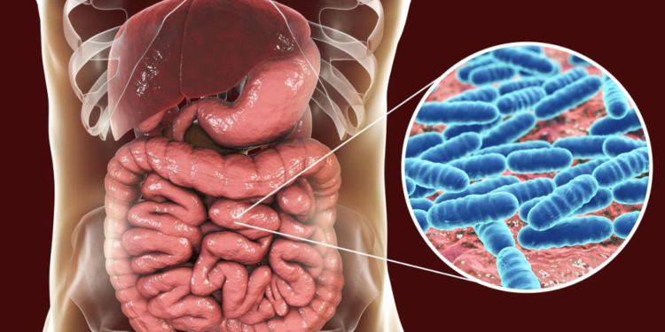 Gesundes Mikrobiom für die Gesundheit
