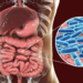 Gesundes Mikrobiom für die Gesundheit