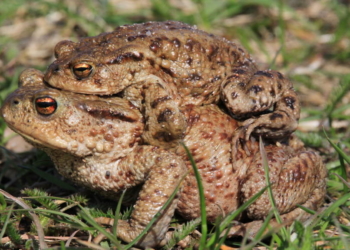 Amphibienwanderung am Hegesee in Mölln