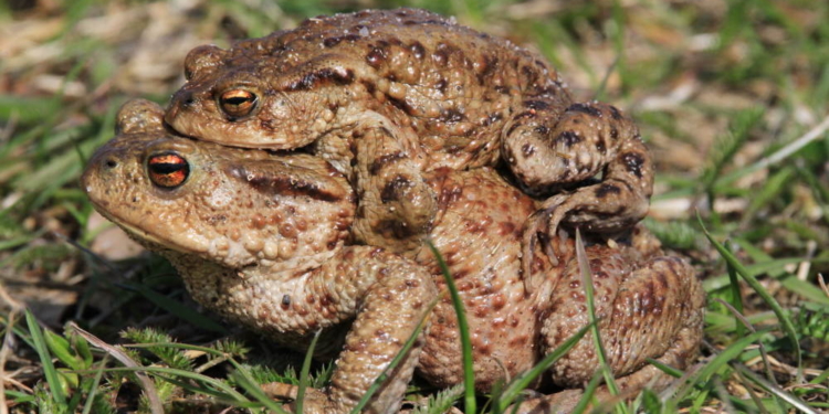Amphibienwanderung am Hegesee in Mölln