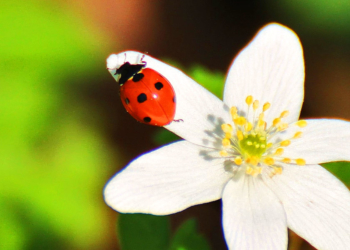 Marienkäfer und Waldglöggli