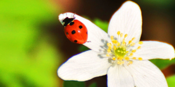 Marienkäfer und Waldglöggli