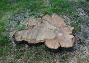 Schwer erkrankte Linde fachgerecht gefällt