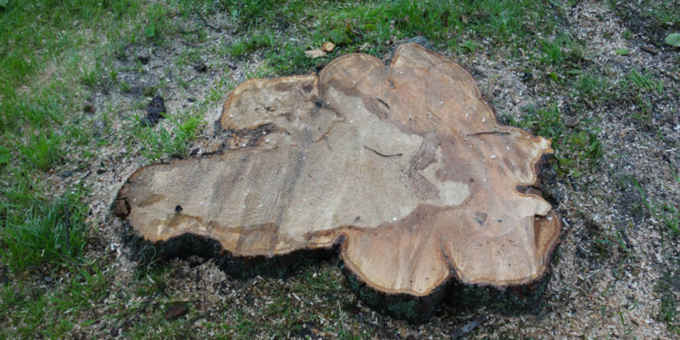 Schwer erkrankte Linde fachgerecht gefällt